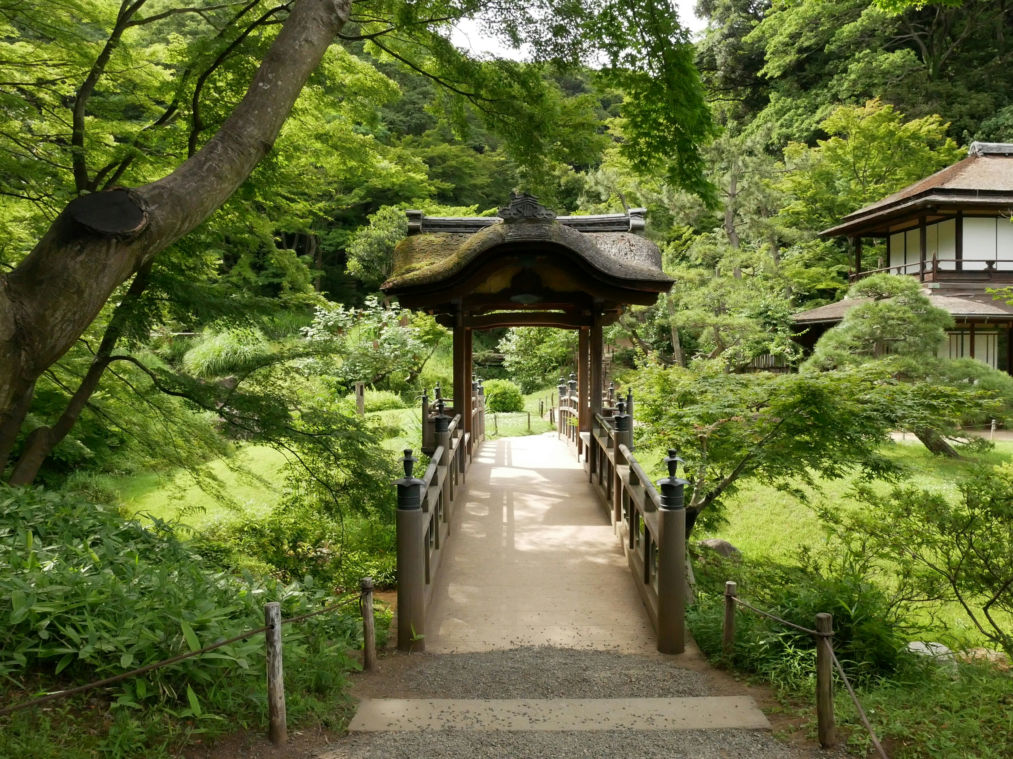 Cherry blossoms in traditional Japanese garden